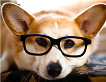 COMMENT LES ANIMAUX ANNUL&Eacute;